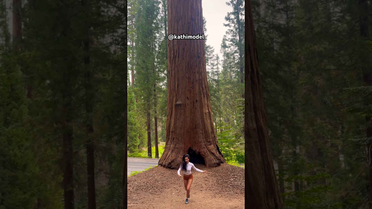 Sequoias