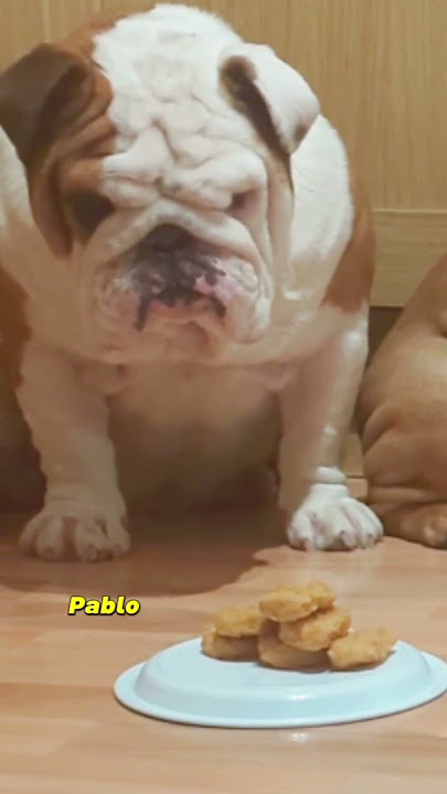 Pablo ... You don't have to be that literal 🤣#PabloFood #PabloDontMessAround