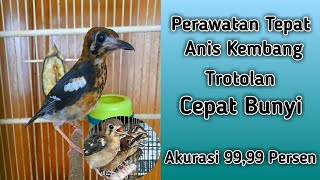 Perawatan anis kembang trotol agar cepat bunyi