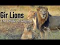 Gir Lions The Pride Of Gujarat Part 1 