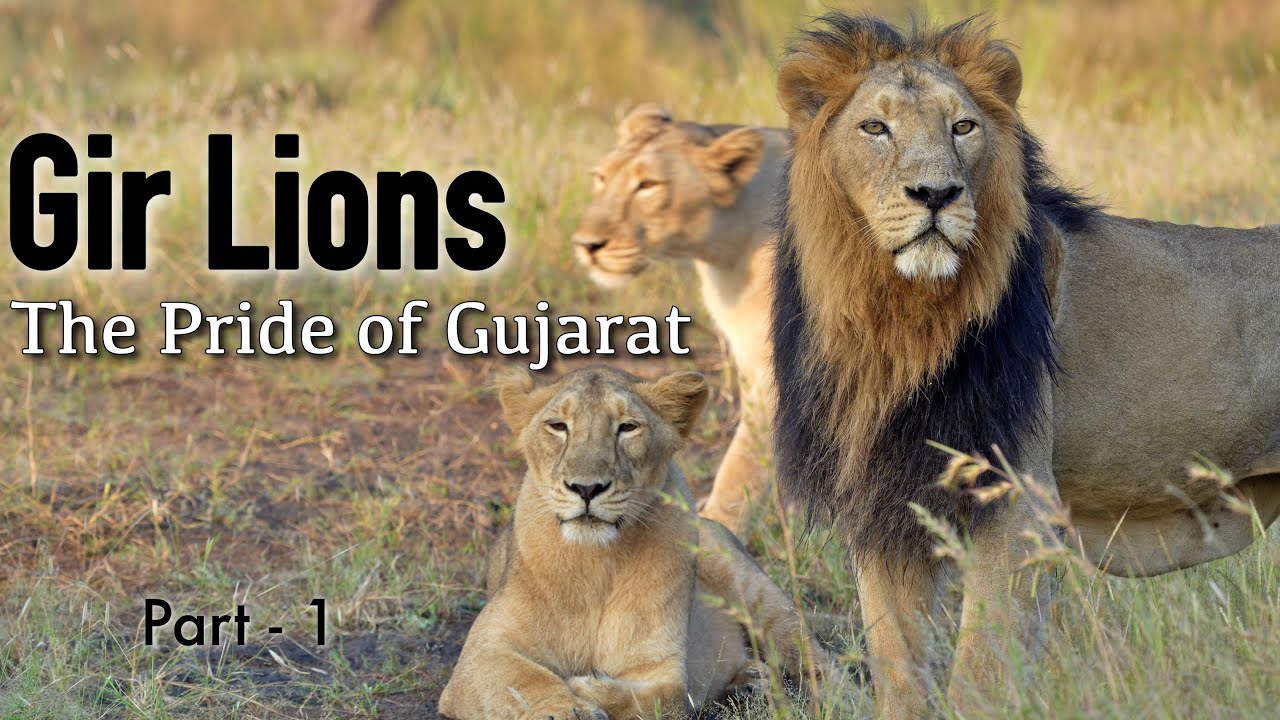 'Gir Lions: The Pride of Gujarat' | Exclusive Story from GIR NATIONAL PARK |Part 1