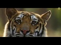 Bandhavgarh National Park And Tiger Reserve | MP Tourism