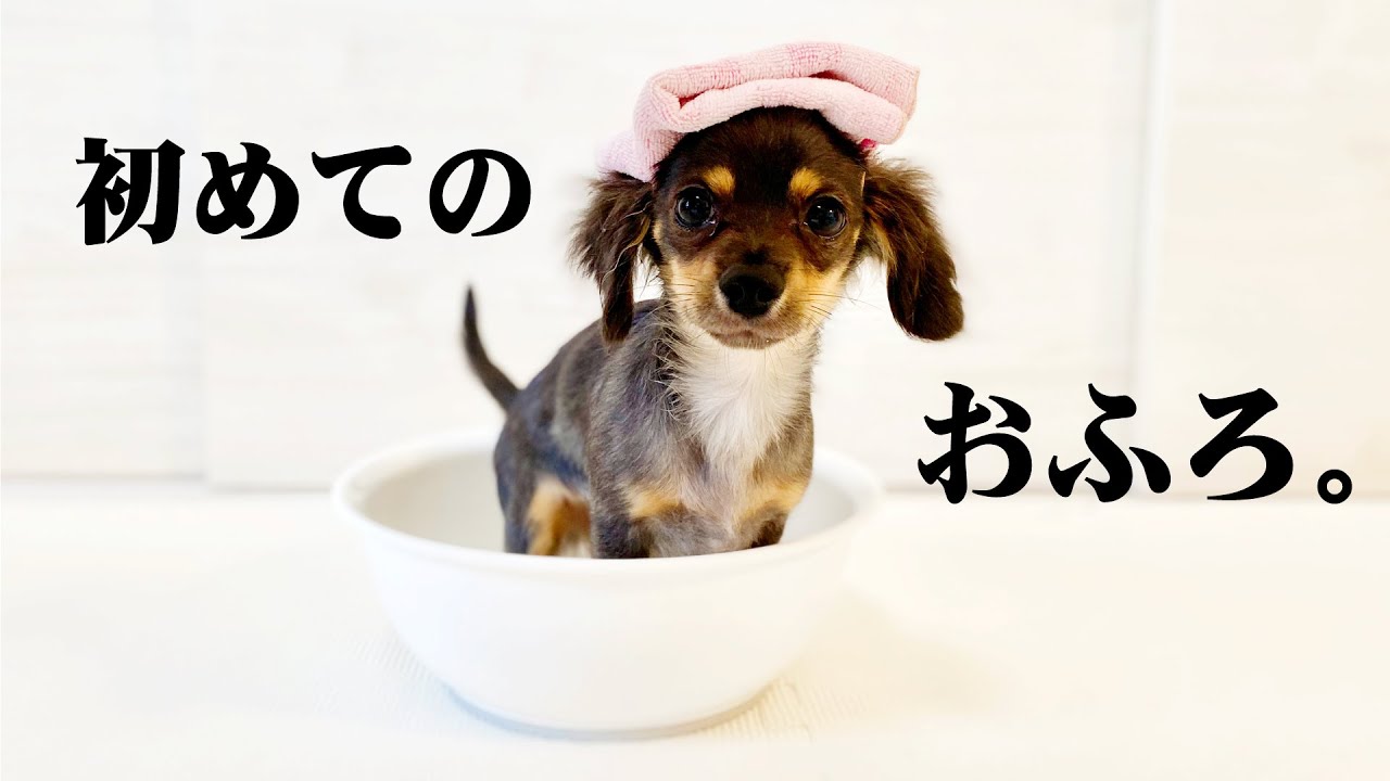 子犬チワックス。初めてのお風呂。 YouTube