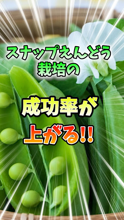 夏のキュウリ栽培：病害虫対策と管理