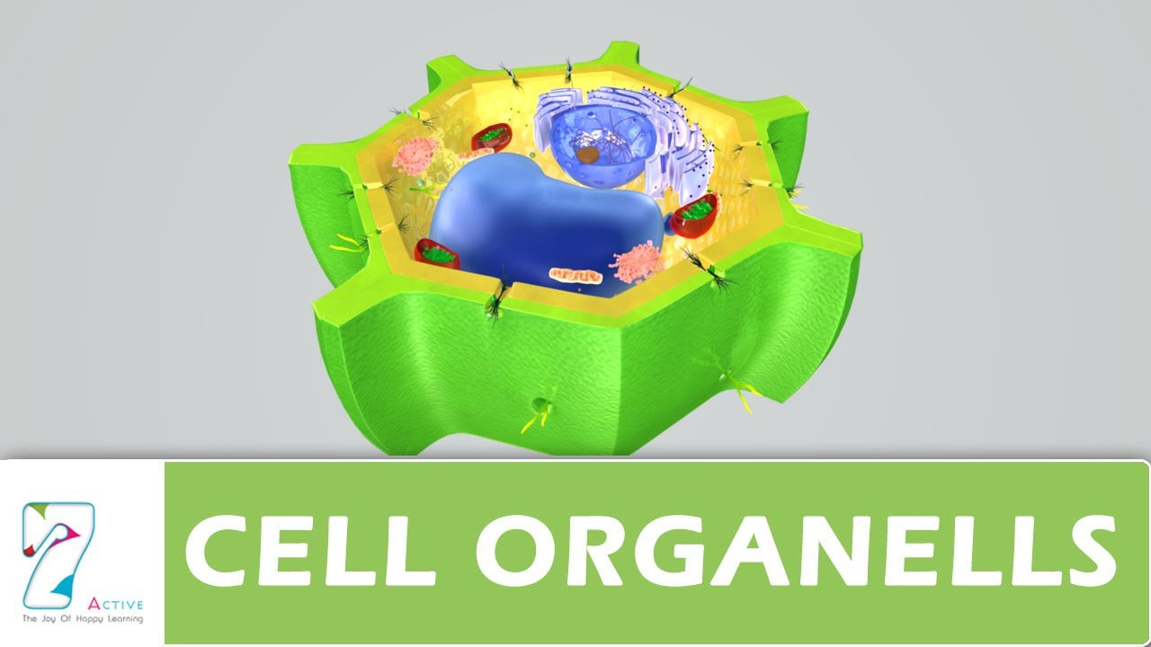 CELL ORGANELLS _PART 02 - YouTube