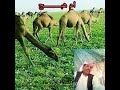 الشاعر الجيلي ود مراد 