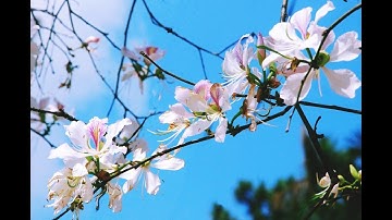 Nhạc múa sạp  ( Chuẩn cho tập múa )