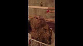 Baby Owl Does The Head Wobble