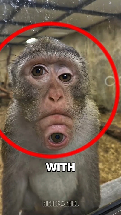 If You See a Monkey Like This, Call a Doctor Immediately‼️😱