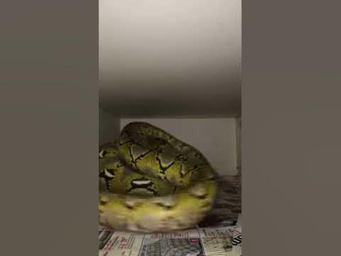 Reticulated python eating rat #shorts - YouTube