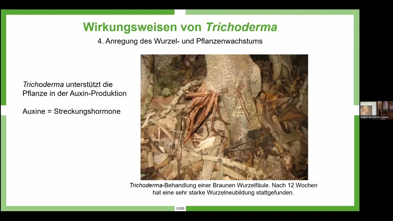 Trichoderma – ein Nützlingspilz zur Unterstützung von Bäumen, Zierpflanzen und Rasen