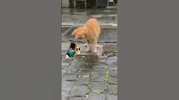 Thú cưng của ai - mày làm gì vậy mèo meo… ;))