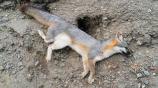 Video title: dead california gray fox (san francisco bay national
wildlife refuge, newark, california) file created date: 12 october
2016 (video may or...