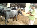 buffalo fever cough treatment at buffalo farm by Doctor