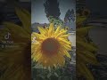 Sunflowers #photography #fall