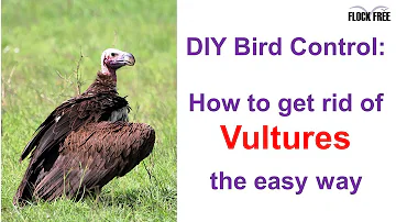 The easy way to get rid of vultures without any harm