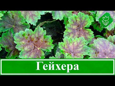 Цветок гейхера – посадка, уход, выращивание и сорта