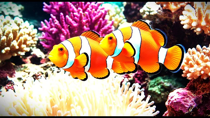 Music of Underwater Wonders + Relaxing Music - The Best 4K Sea Animals for Relaxation