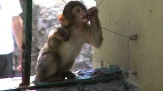 Monkey Antics: Young Barbary Ape at Lunch...