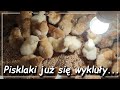 Pierwsze pisklaki już są | Inkubacja luty 2021 | Podchowalnik dla kurczaków