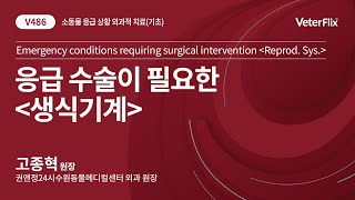 [베터플릭스]소동물 응급 상황 외과적 치료(기초)_응급 수술이 필요한_생식기계