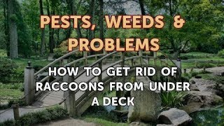 How to Get Rid of Raccoons From Under a Deck