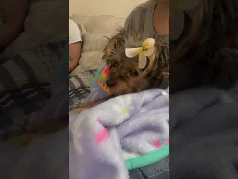 أليست في غاية الجمال شورت 