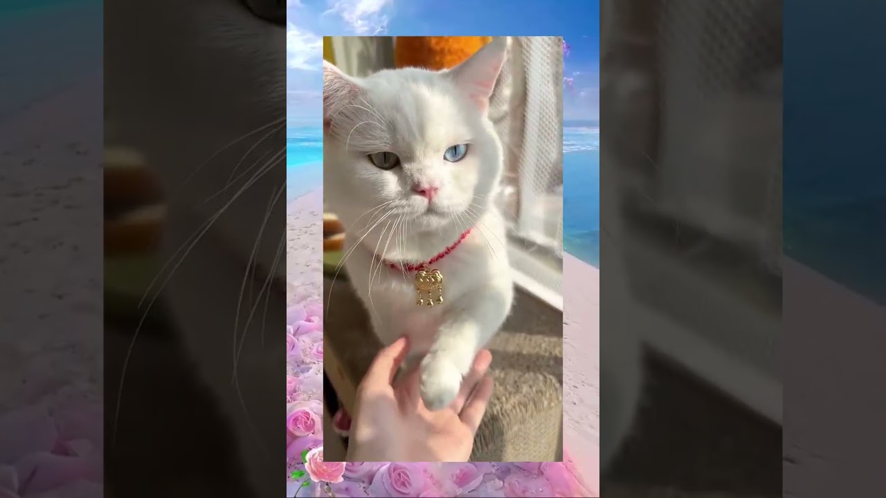 slot machine bar meaning 🐱🐱 Conmèo Dễthương Thúcưng Phổbiến Xuhướng PG pgsoft ViệtNam Việtnamvideo fyp