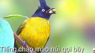 Tiếng chim chào mào núi gọi bầy miễn phí mới nhất | Black crested Bulbul