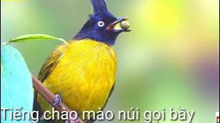 Tiếng chim chào mào núi gọi bầy miễn phí mới nhất | Black crested Bulbul