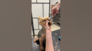 The most requested Yorkie haircut at my dog salon