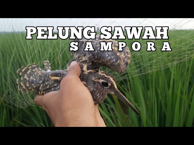 Jaring Burung Pelung Sawah, Cuma 1 Jam Poin Banyak !! class=