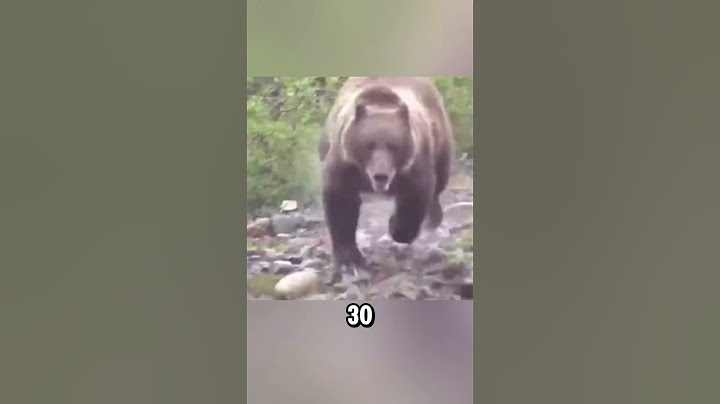 NEVER do these 3 things near a bear!