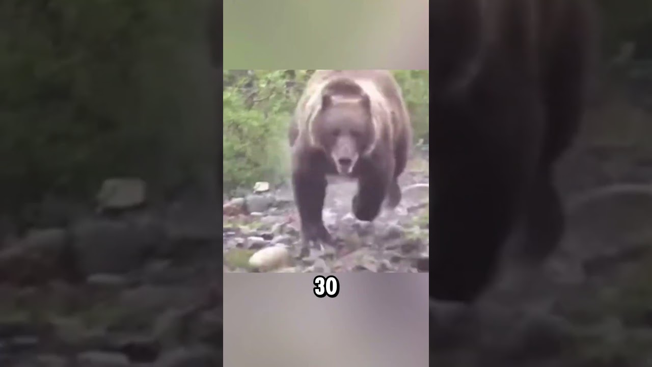 NEVER do these 3 things near a bear!