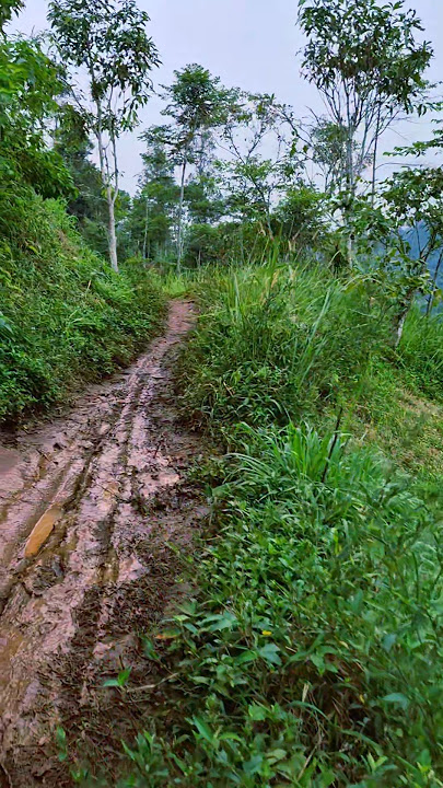 Jalan ke kebun ketika musim hujan #suasanapedesaan #lagulawas #viralvideo #wonderfulindonesia #trend