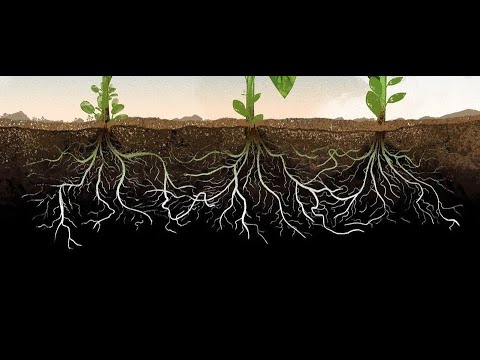 The Amazing World of Wild Plant-Soil Interactions with Justin Thomas