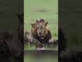 لن تصدق 3 حيوانات قادرة على قتل الأسد بسهولة 
