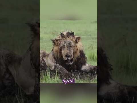 لن تصدق 3 حيوانات قادرة على قتل الأسد بسهولة