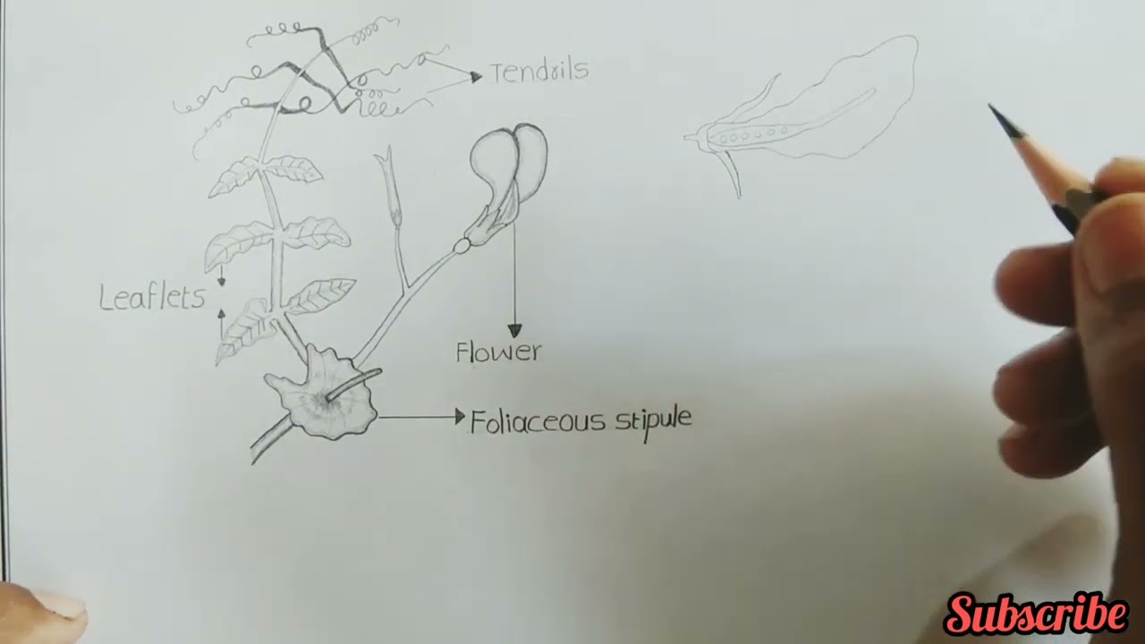 pisum || how to draw pisum || pisum diagram || pea || dicot plant ||