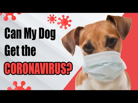 can-my-dog-get-the-coronavirus?-(canine-coronavirus)-#covid19