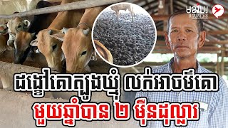 ដង្ខៅគោត្បូងឃ្មុំ លក់អាចម៌គោមួយឆ្នាំបាន ២ ម៉ឺនដុល្លារ | កម្មវិធិមុខរបរស្រុកយើង