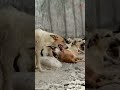 حمله با قمه به اکیپ جمع آوری سگ های ولگرد حمله با قمه به اکیپ جمع آوری سگ های ولگرد