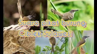 Suara pikat dan master burung ciblek Sulawesi