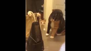 Cats curiosity on a pendulum.😺😺😺