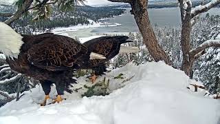 Jackie y Shadow, Águilas Calvas ante la ADVERSIDAD, alas de resiliencia California EE.UU. by Guti blala 1,502 views 1 month ago 19 minutes