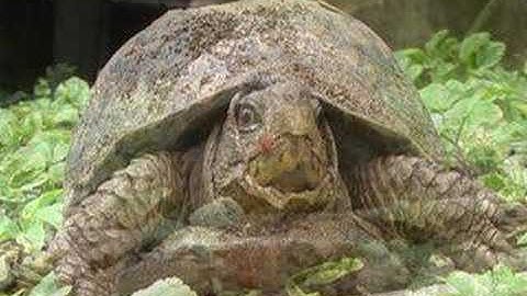 Turtle Tracks: Rose the Box Turtle is out of hibernation!
