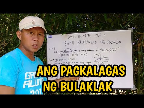 Video: Mga Problema sa Suha - Mga Dahilan Kung Walang Suha sa Puno