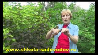 ЧЕРЕНКОВАНИЕ ДЕКОРАТИВНЫХ КУСТАРНИКОВ ЧЕРЕНКОВАНИЕ ДЕКОРАТИВНЫХ КУСТАРНИКОВ