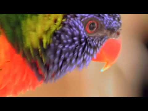 Wondeful Animal NATURE Videos