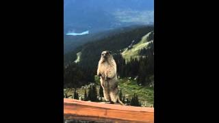 Как кричит сурок Marmot screaming on Blackcomb Mountain(Казалось бы, сурки − милые пушистые зверьки. И тем не менее это видео нужно смотреть с осторожностью! Малень..., 2015-09-15T08:06:08.000Z)